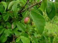 Vitex petersiana fr-t.JPG